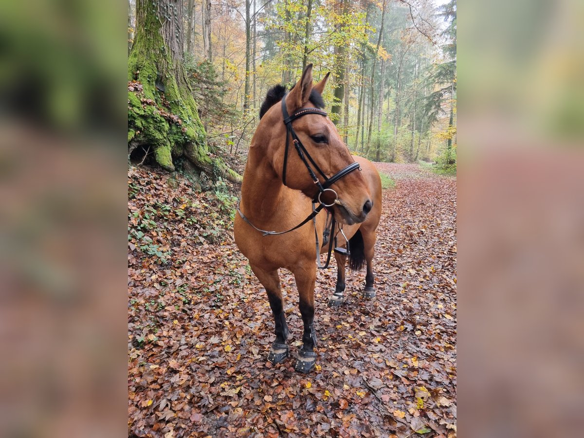 Poni Highland Mestizo Yegua 17 años 145 cm Castaño in Spreitenbach