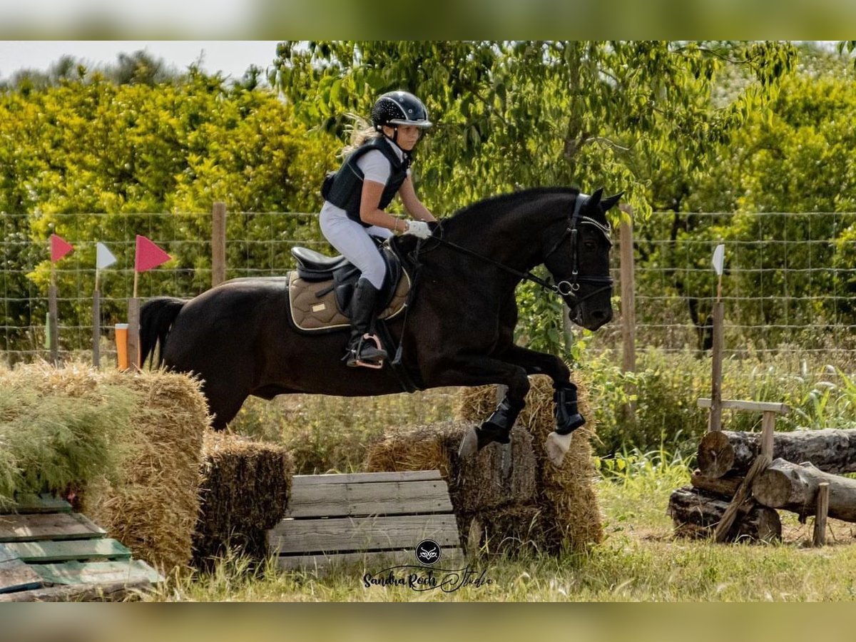 Poni New Forest Caballo castrado 11 años 146 cm Castaño oscuro in Els Poblets