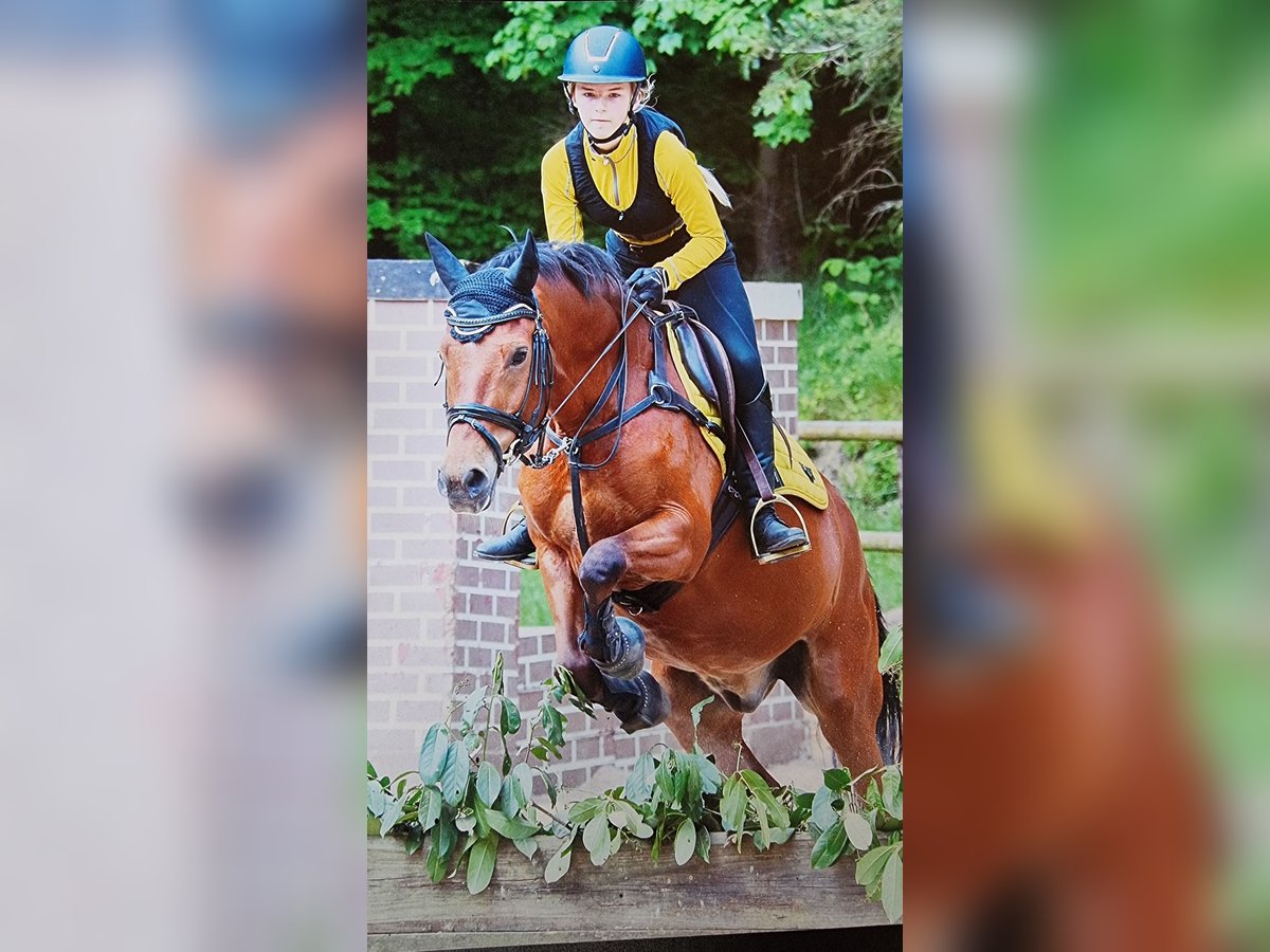 Poni New Forest Caballo castrado 16 años 150 cm Castaño rojizo in MOLENHOEK LB