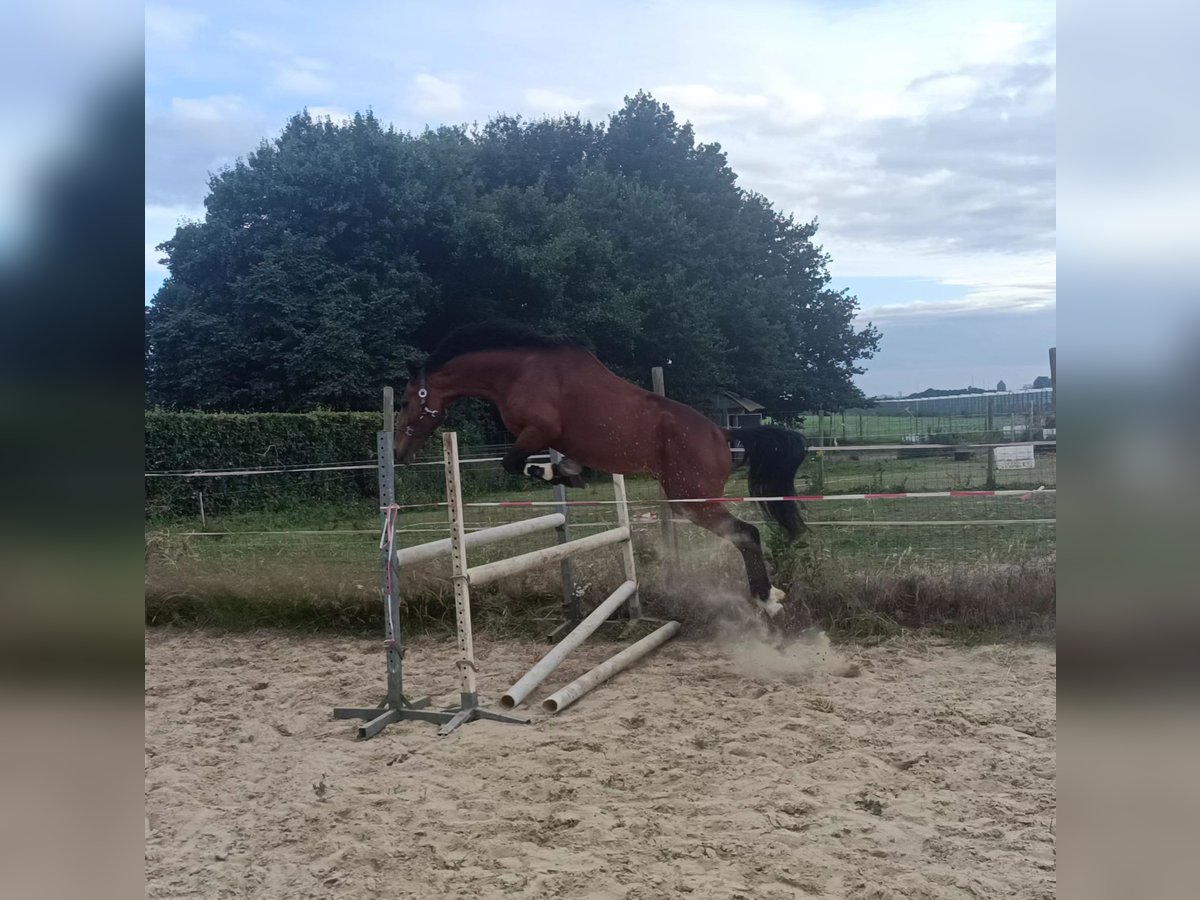 Poni New Forest Caballo castrado 3 años 144 cm Castaño in Koningsbosch