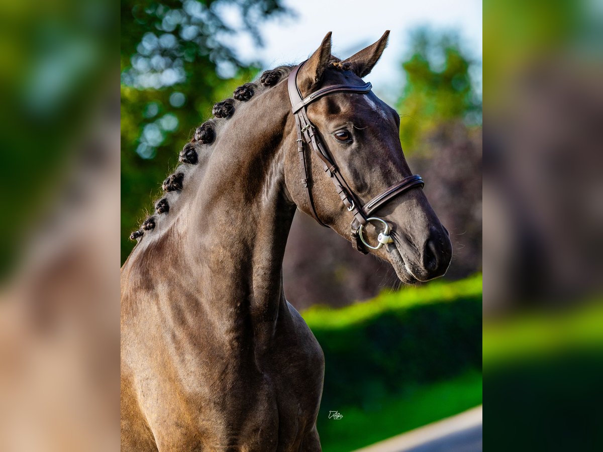 Poni New Forest Caballo castrado 3 años 146 cm Morcillo in Vlijmen