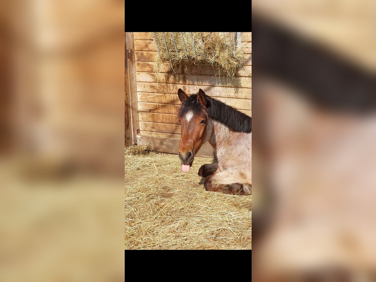 Poni New Forest Caballo castrado 6 años 135 cm Castaño-ruano in Möser