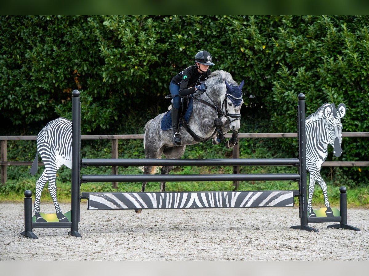 Poni New Forest Caballo castrado 6 años 136 cm Tordo in Lith