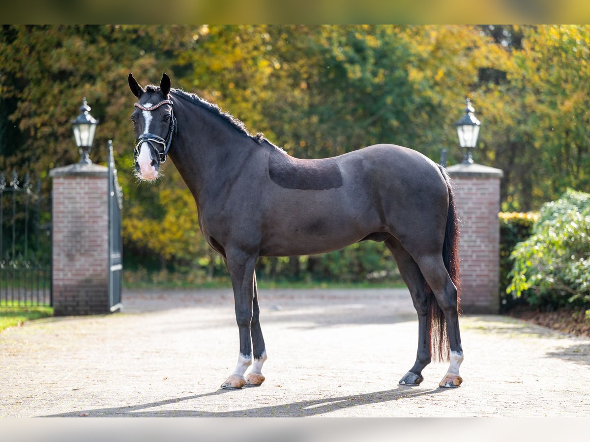 Poni New Forest Caballo castrado 8 años 146 cm Negro in Hellendoorn
