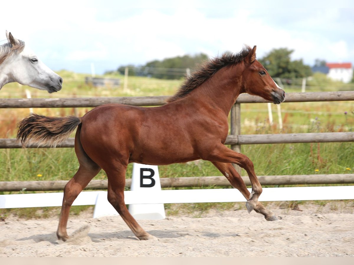 Poni New Forest Caballo castrado Potro (03/2024) Castaño in Jystrup