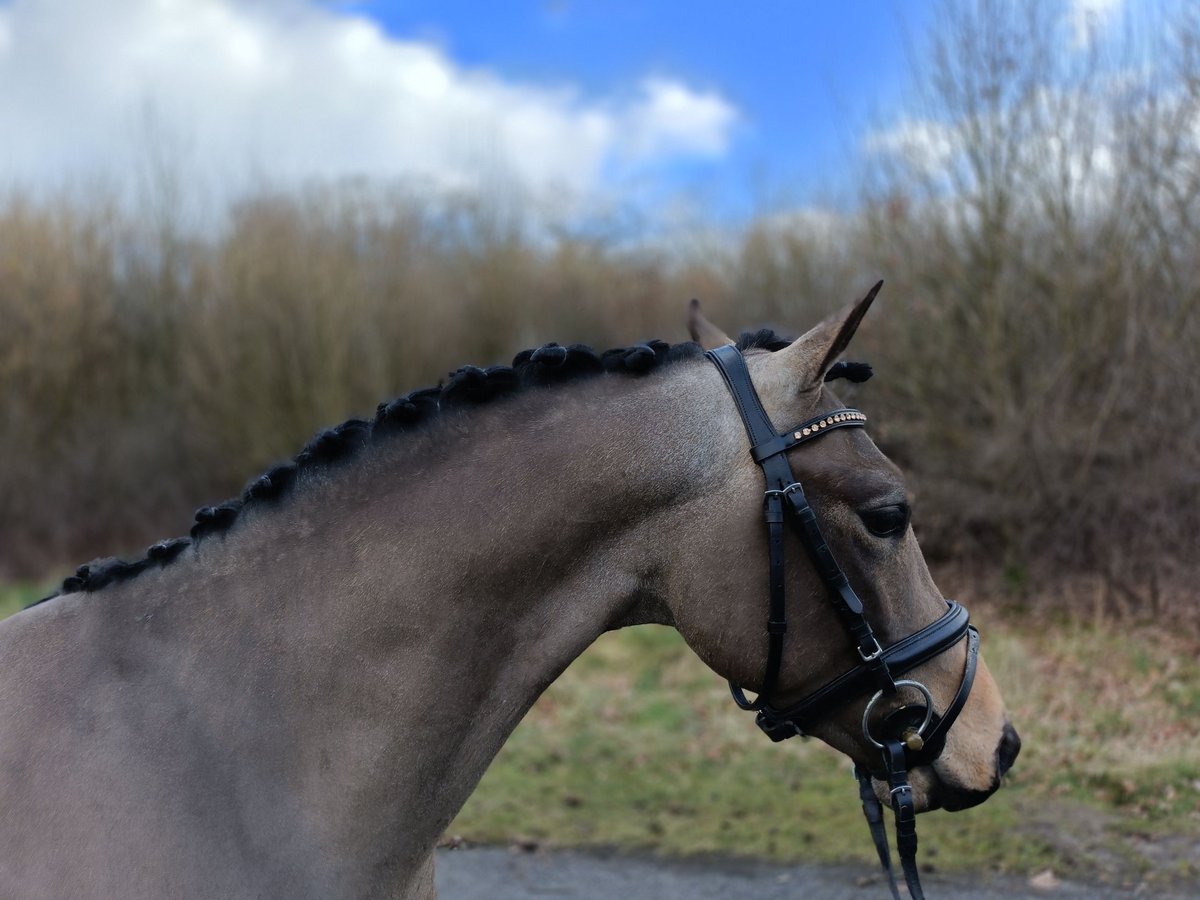Poni New Forest Semental 3 años 136 cm Buckskin/Bayo in Lochem