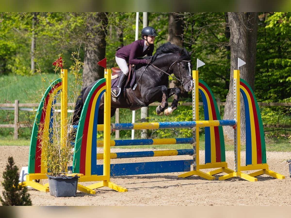 Poni New Forest Semental 8 años 146 cm Negro in Holten