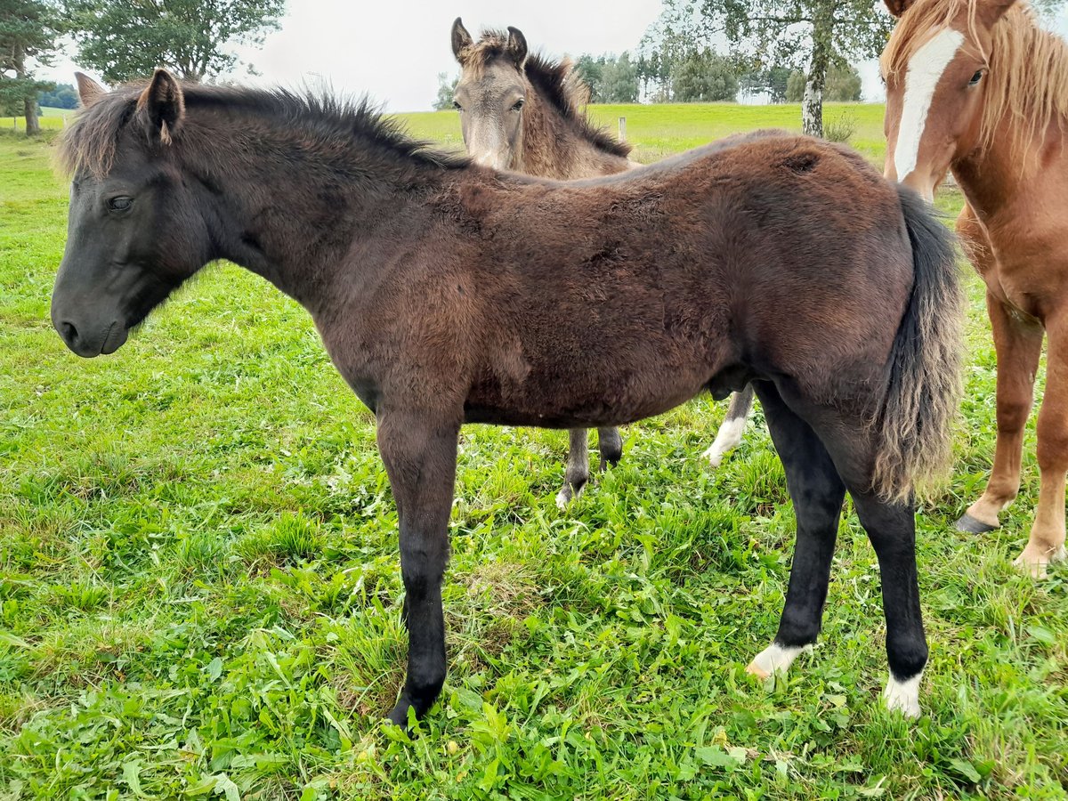 Poni New Forest Semental Potro (04/2024) 146 cm Castaño oscuro in Chaudes-aigues