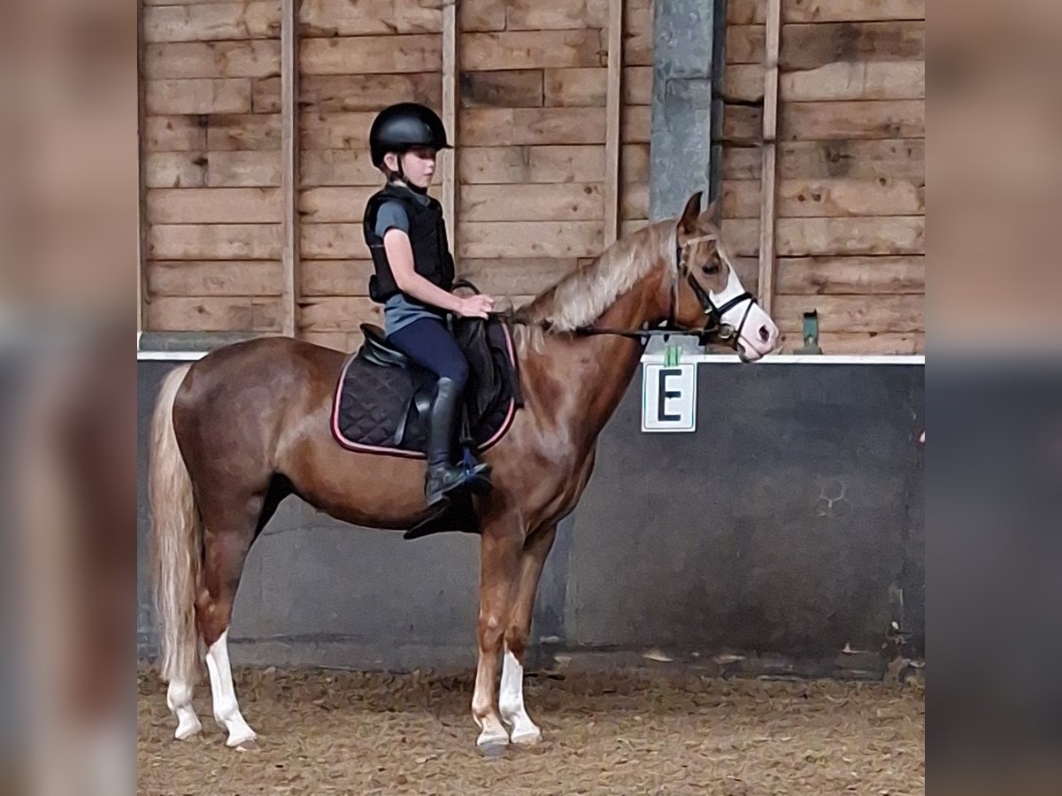 Poni New Forest Mestizo Yegua 4 años 134 cm Alazán in Daarlerveen
