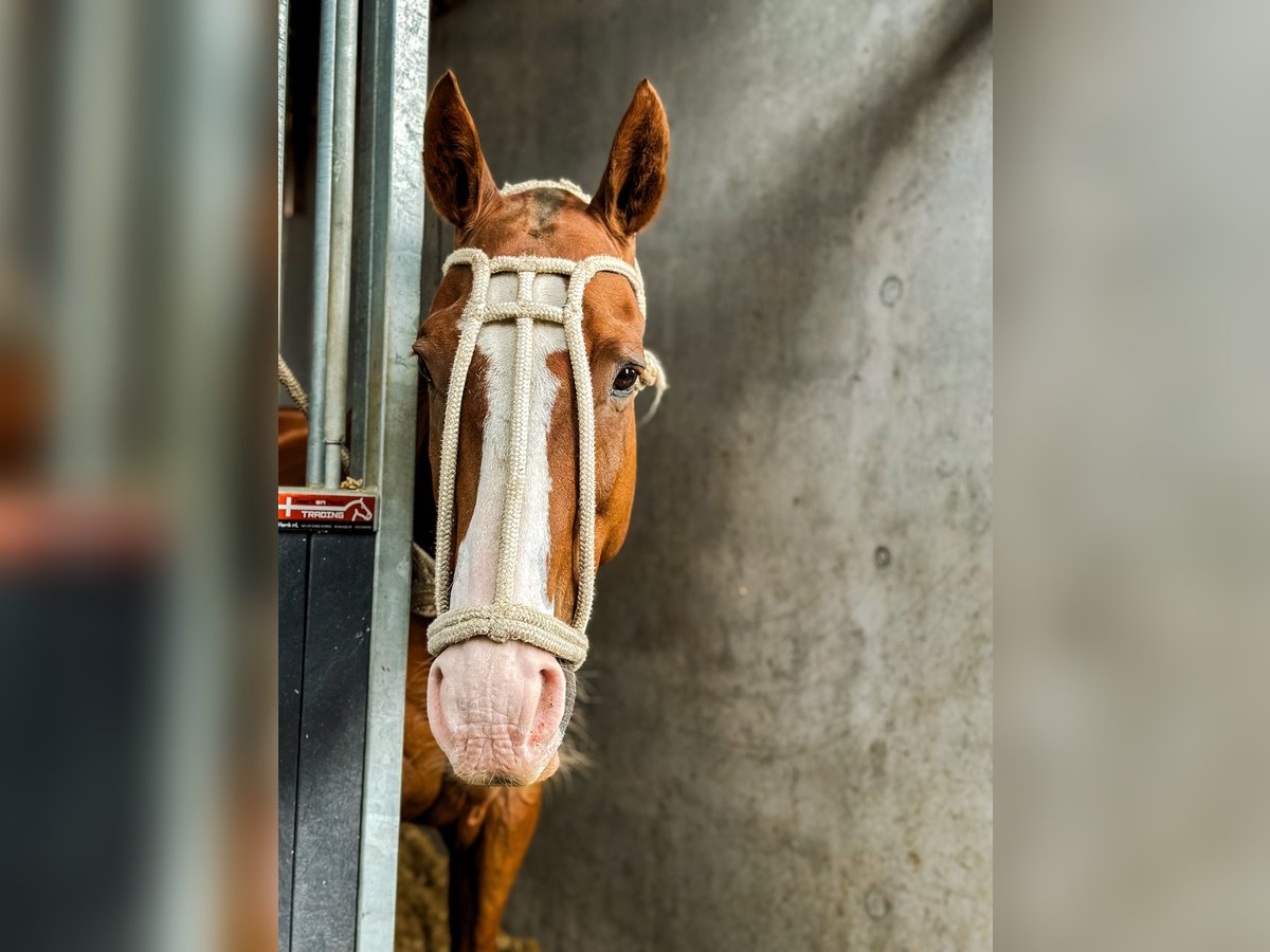 Poni Polo Caballo castrado 15 años Alazán in Seuzach