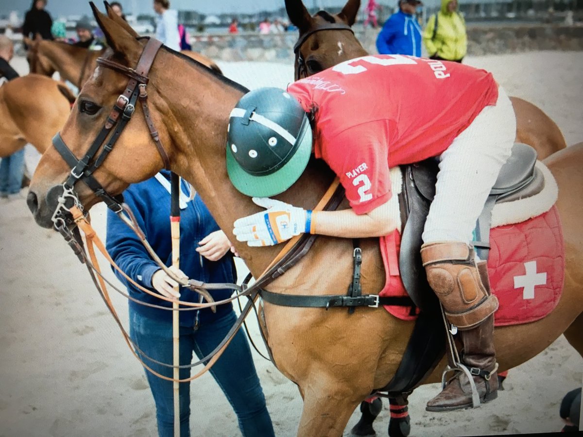 Poni Polo Caballo castrado 18 años 160 cm Castaño in Schönaich