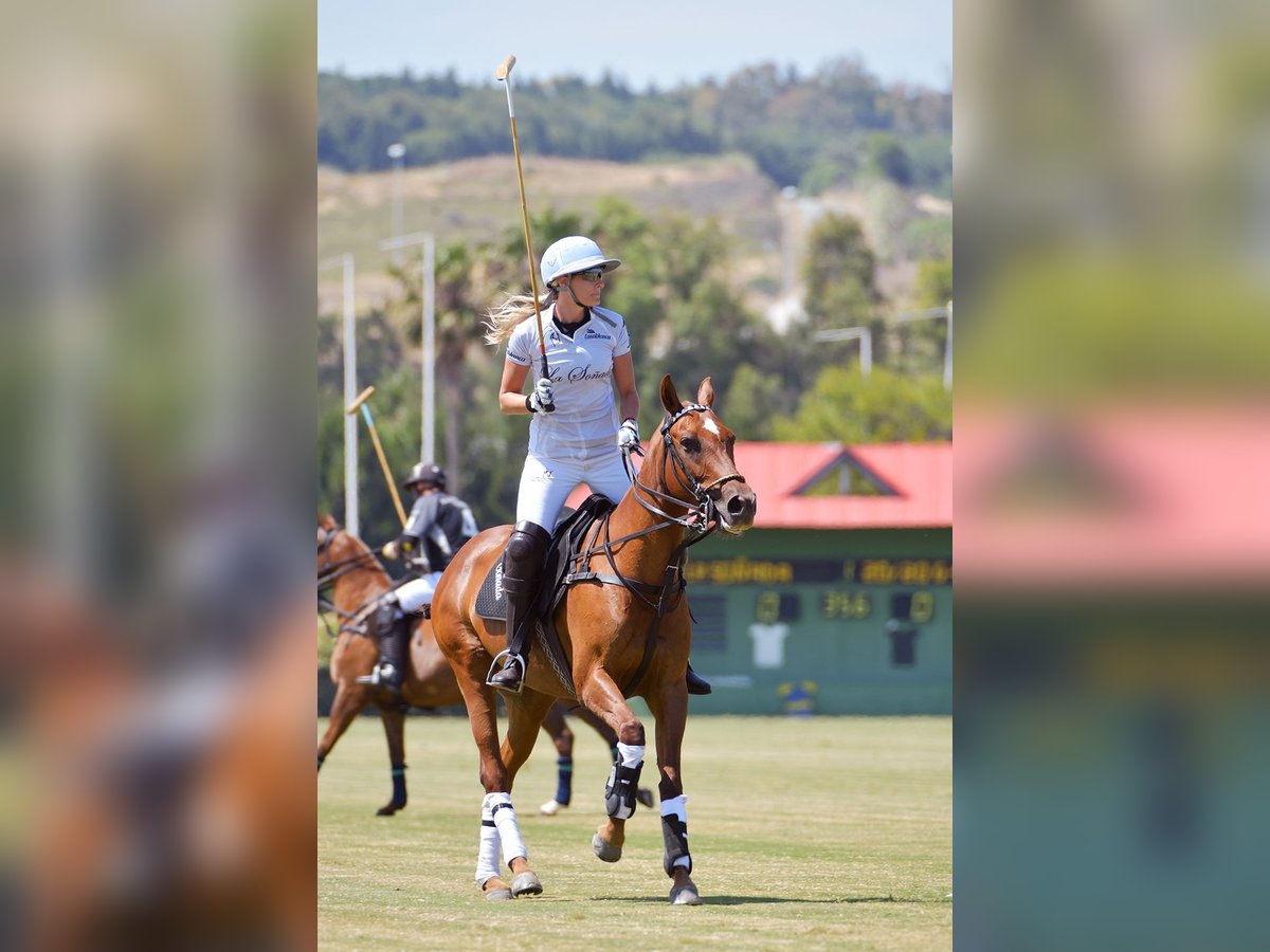 Poni Polo Yegua 14 años 147 cm Alazán-tostado in Austria