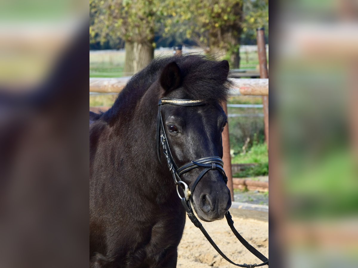 Ponis Shetland Mestizo Caballo castrado 11 años 115 cm Castaño oscuro in Beucha