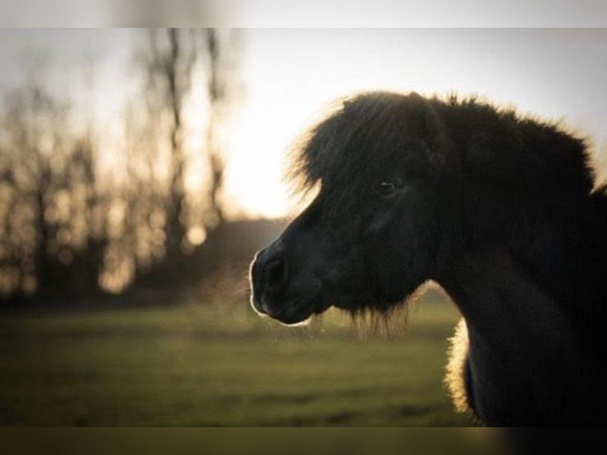 Ponis Shetland Caballo castrado 16 años 92 cm in Bad Salzuflen