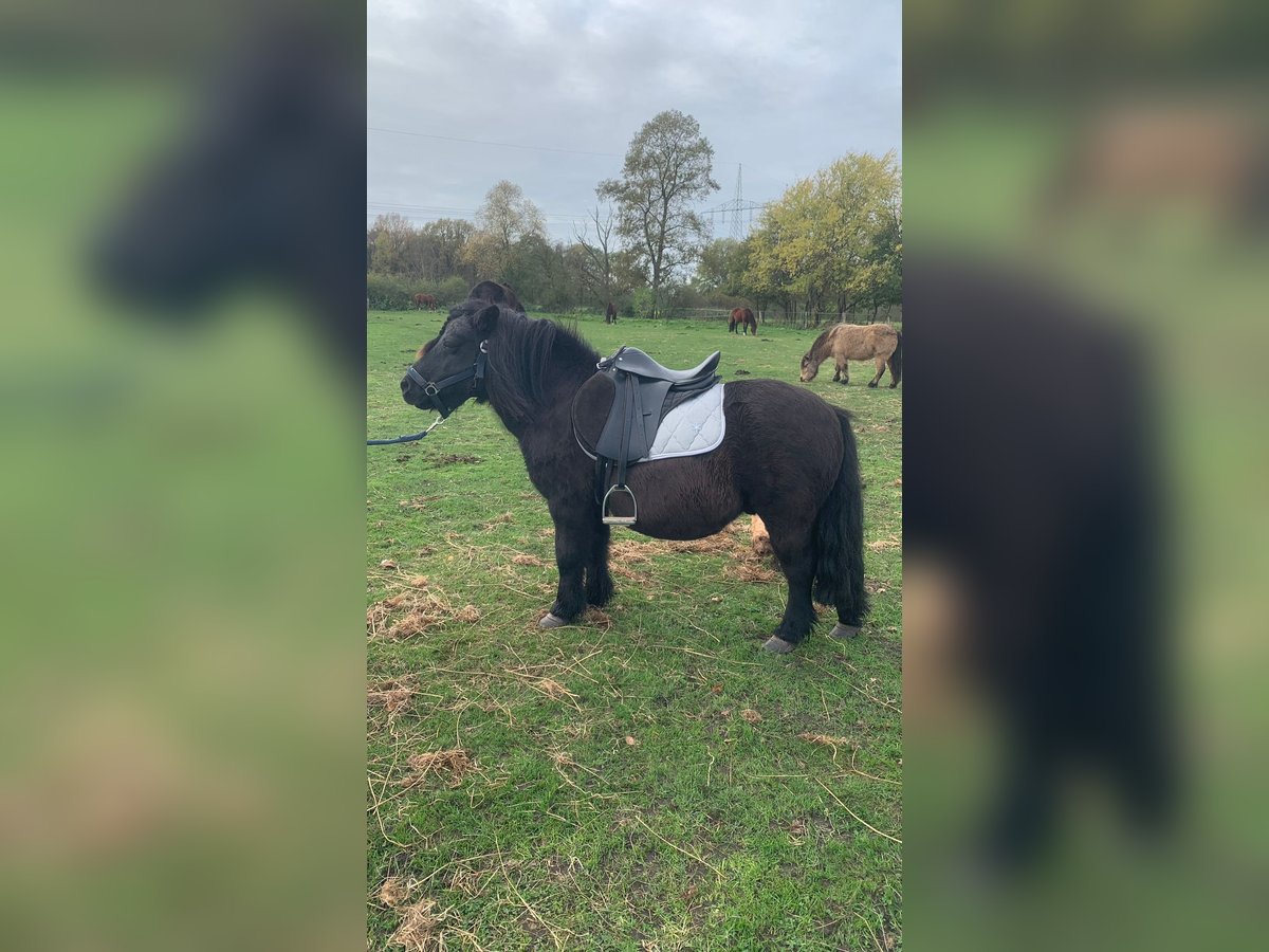 Ponis Shetland Caballo castrado 19 años 110 cm Negro in Klein Offenseth-Sparrieshoop