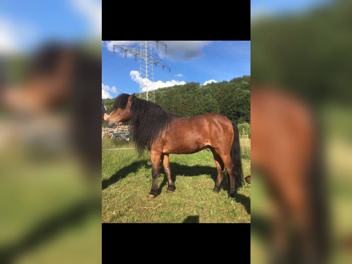 Ponis Shetland Mestizo Caballo castrado 21 años 113 cm Castaño in Wadern