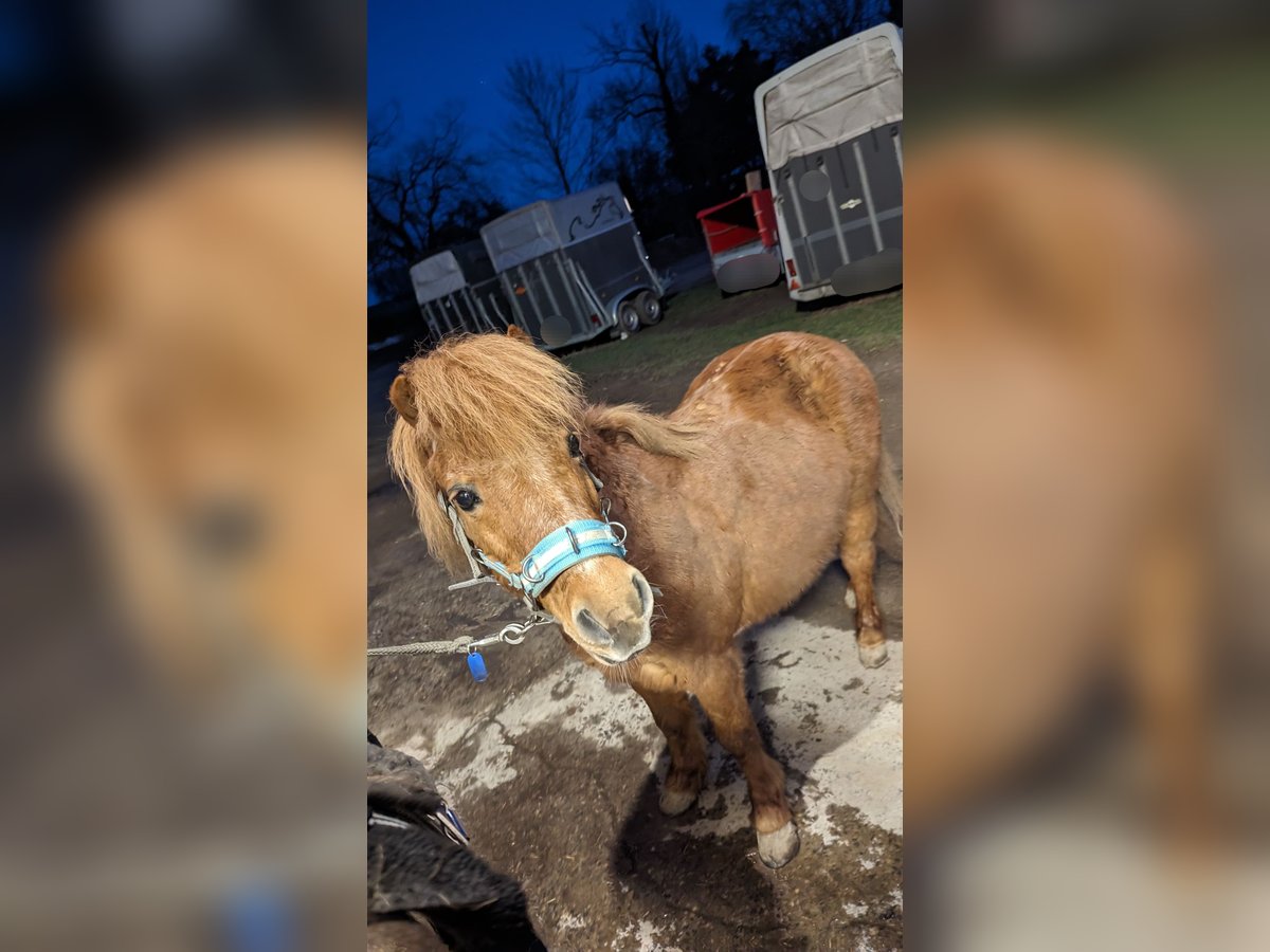 Ponis Shetland Caballo castrado 22 años Alazán in Reinsberg