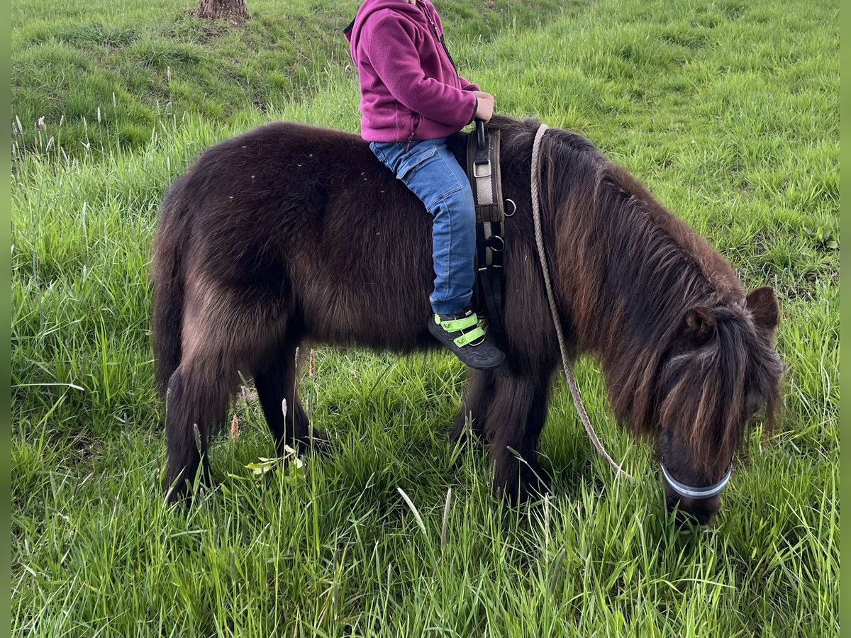 Ponis Shetland Caballo castrado 25 años 90 cm Negro in Ladbergen