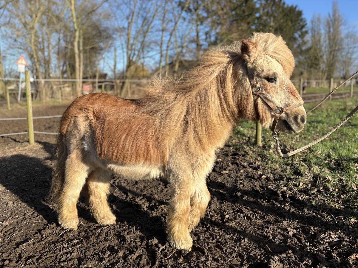 Ponis Shetland Caballo castrado 26 años Alazán in Köln