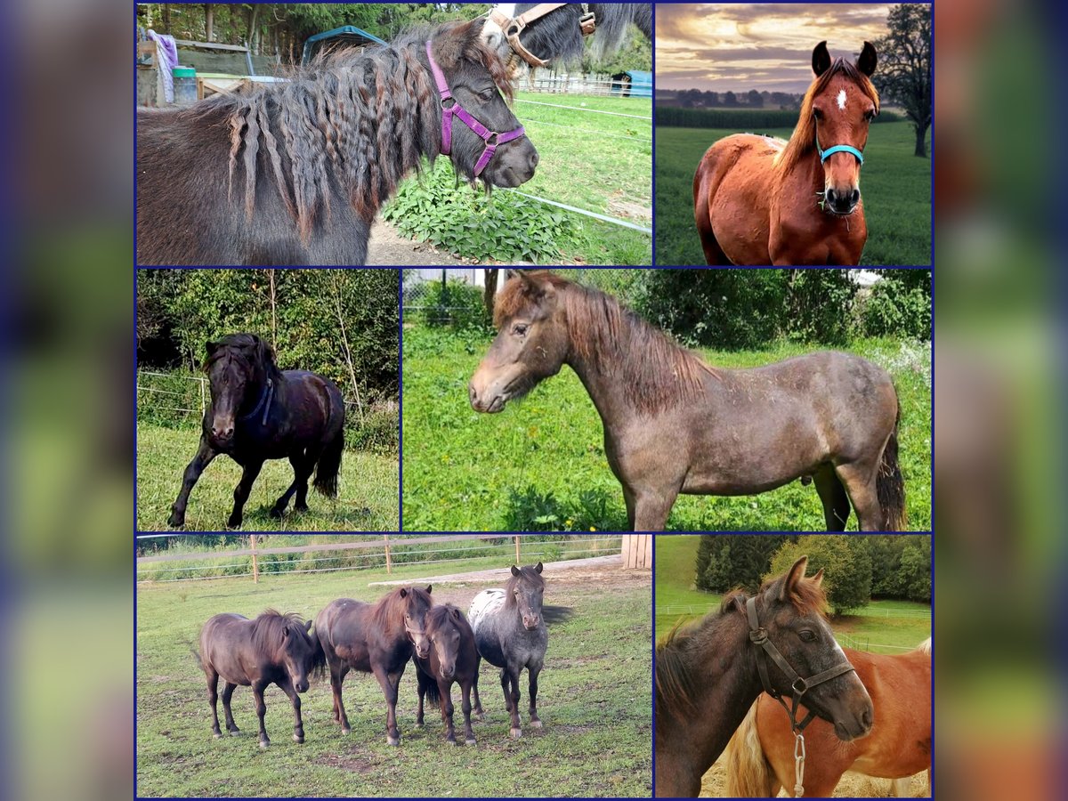 Ponis Shetland Caballo castrado 2 años 110 cm Atigrado/Moteado in Oberaich