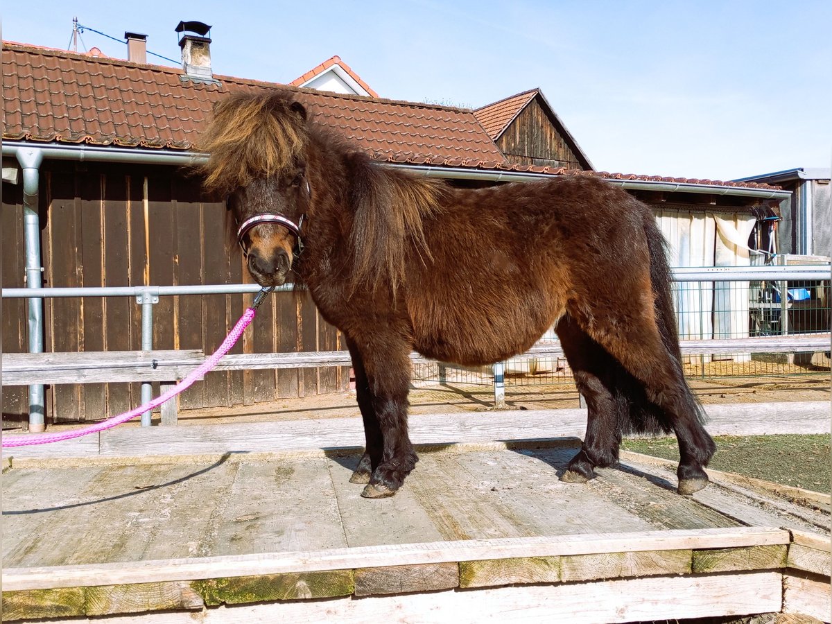 Ponis Shetland Caballo castrado 2 años 83 cm Castaño oscuro in Abtsgmünd