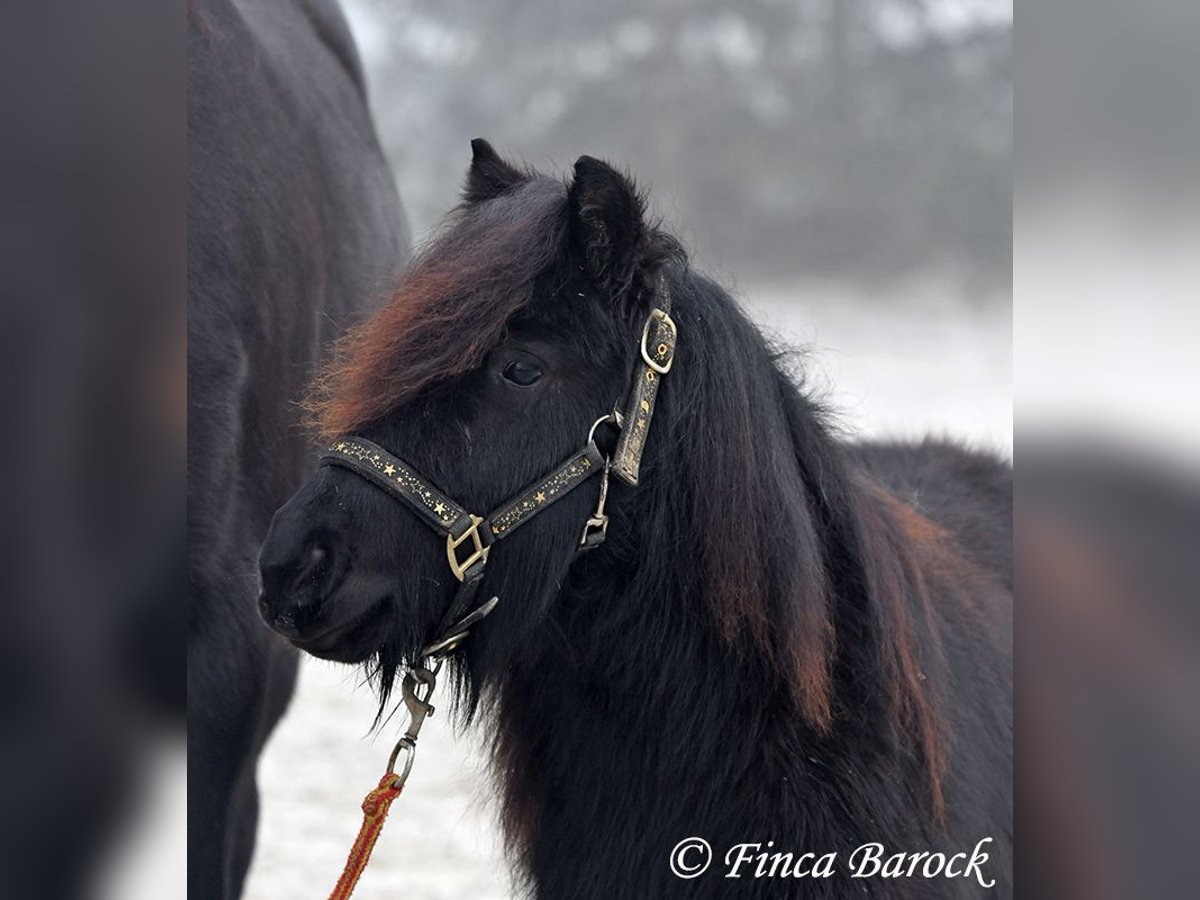 Ponis Shetland Caballo castrado 2 años 98 cm Negro in Wiebelsheim