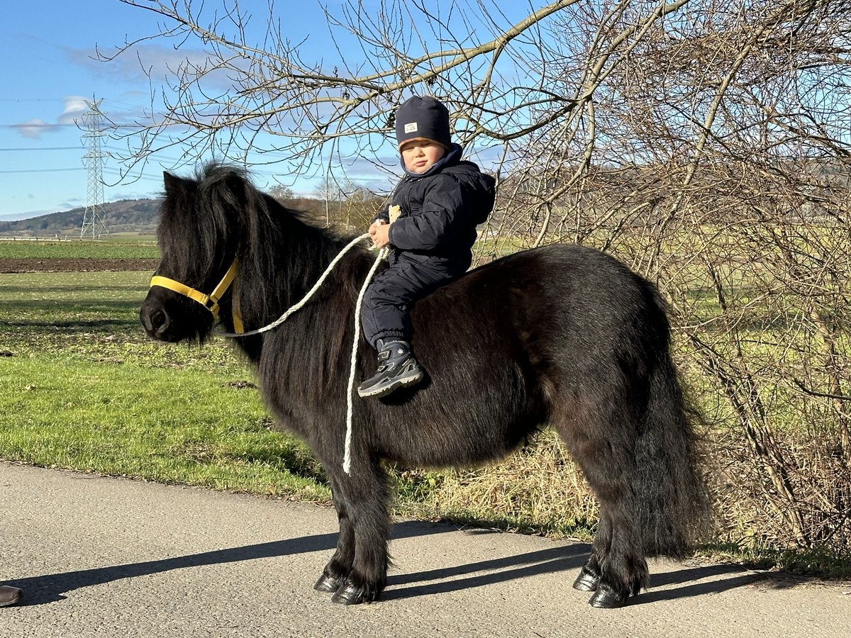 Ponis Shetland Caballo castrado 3 años 100 cm Negro in Riedlingen