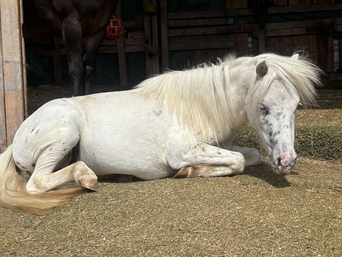 Ponis Shetland Caballo castrado 3 años 103 cm Tordo rodado in Netphen