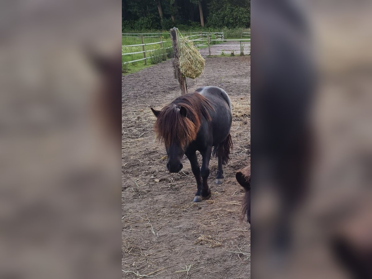 Ponis Shetland Caballo castrado 3 años 104 cm Negro in Kerken