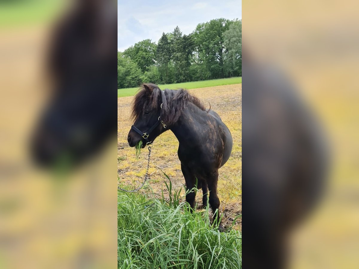 Ponis Shetland Caballo castrado 3 años 104 cm Negro in Kerken