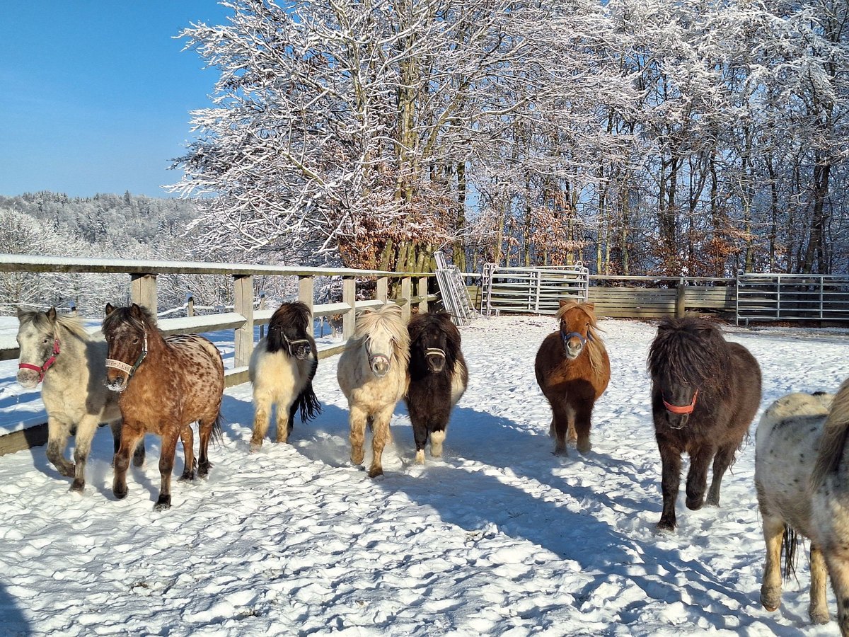 Ponis Shetland Caballo castrado 3 años 107 cm Pío in Argenbühl