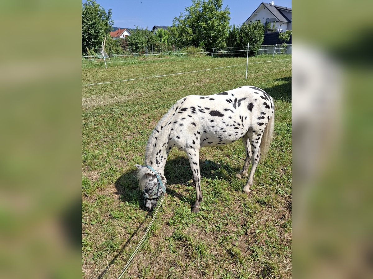 Ponis Shetland Caballo castrado 3 años 110 cm Atigrado/Moteado in Oberwart