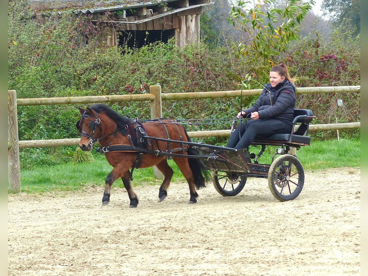 Ponis Shetland Caballo castrado 3 años 97 cm Castaño in Halle