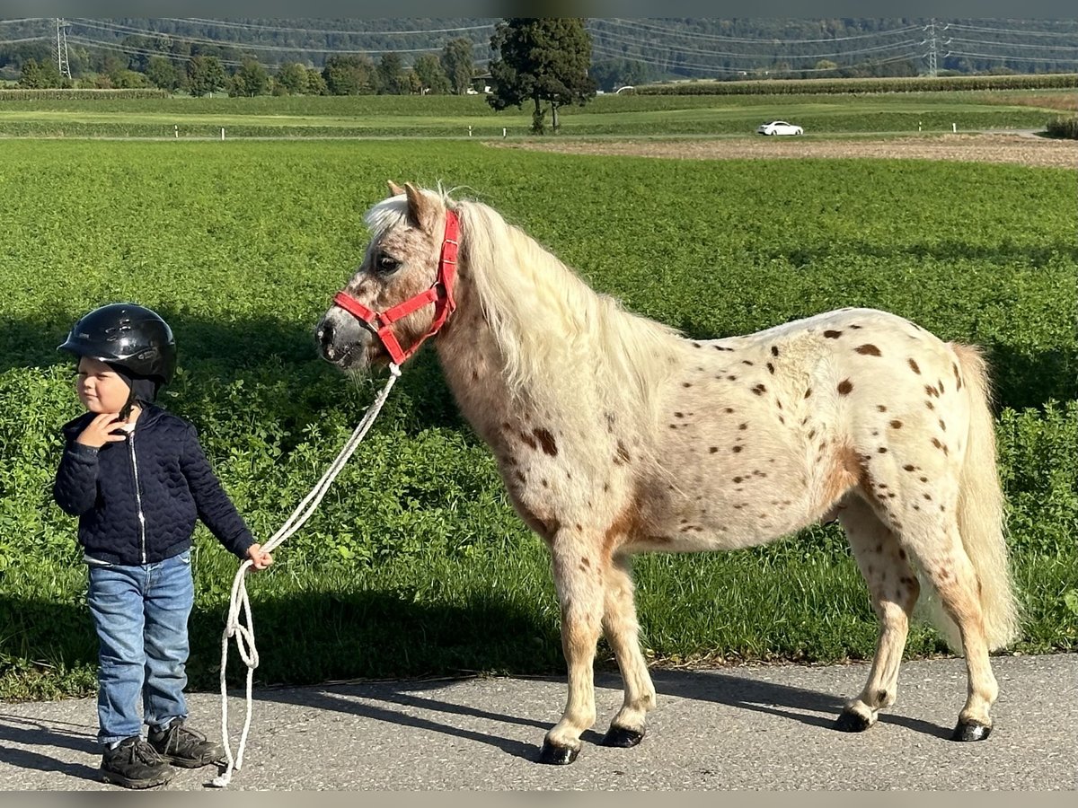 Ponis Shetland Caballo castrado 5 años 104 cm Atigrado/Moteado in Riedlingen