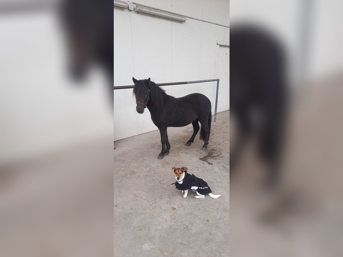 Ponis Shetland Caballo castrado 5 años in Finsing