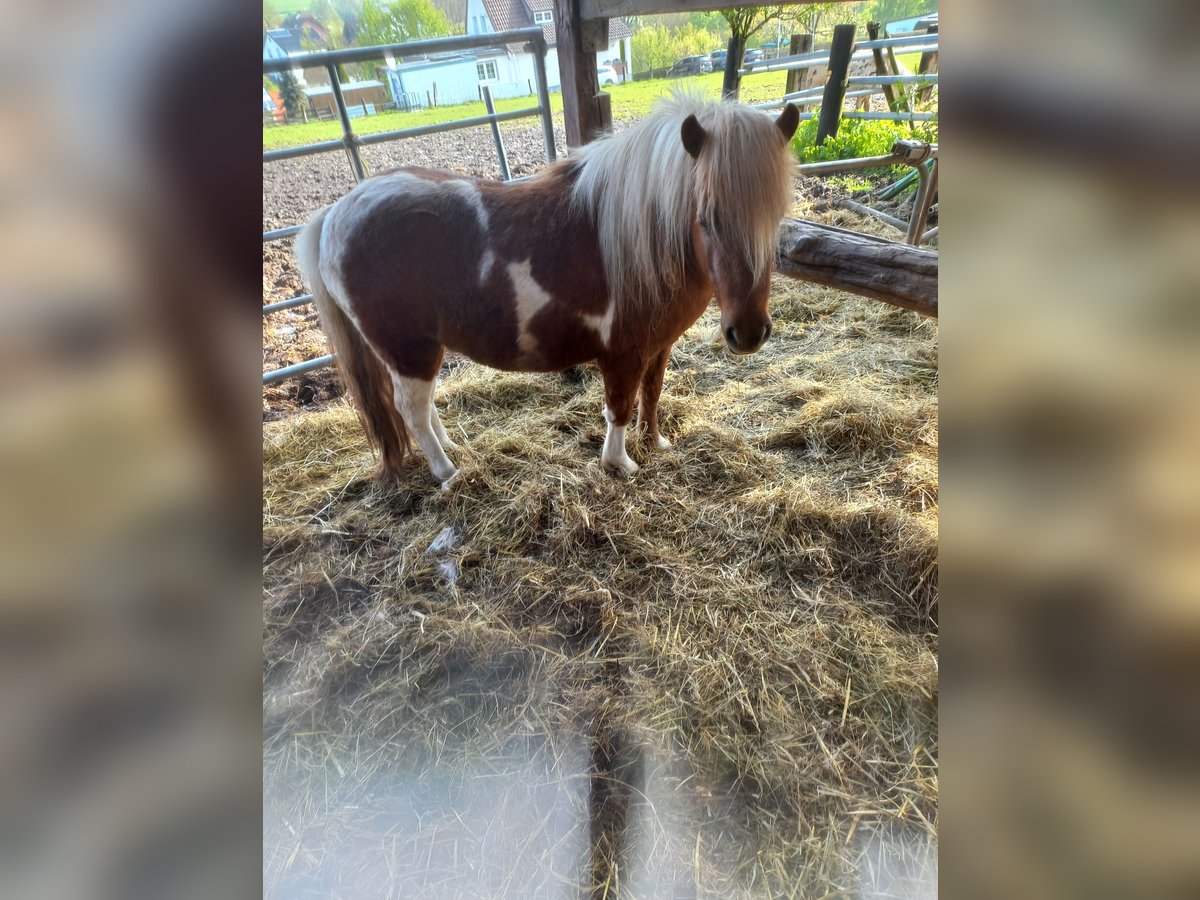 Ponis Shetland Caballo castrado 6 años 105 cm Pío in Höxter