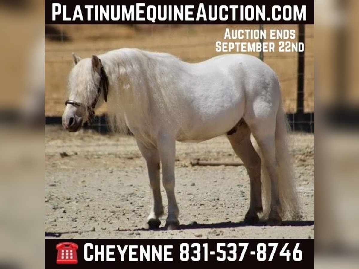 Ponis Shetland Caballo castrado 6 años White/Blanco in Bitterwater CA