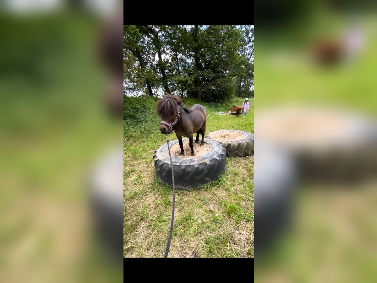 Ponis Shetland Caballo castrado 8 años 100 cm Castaño oscuro in Nümbrecht