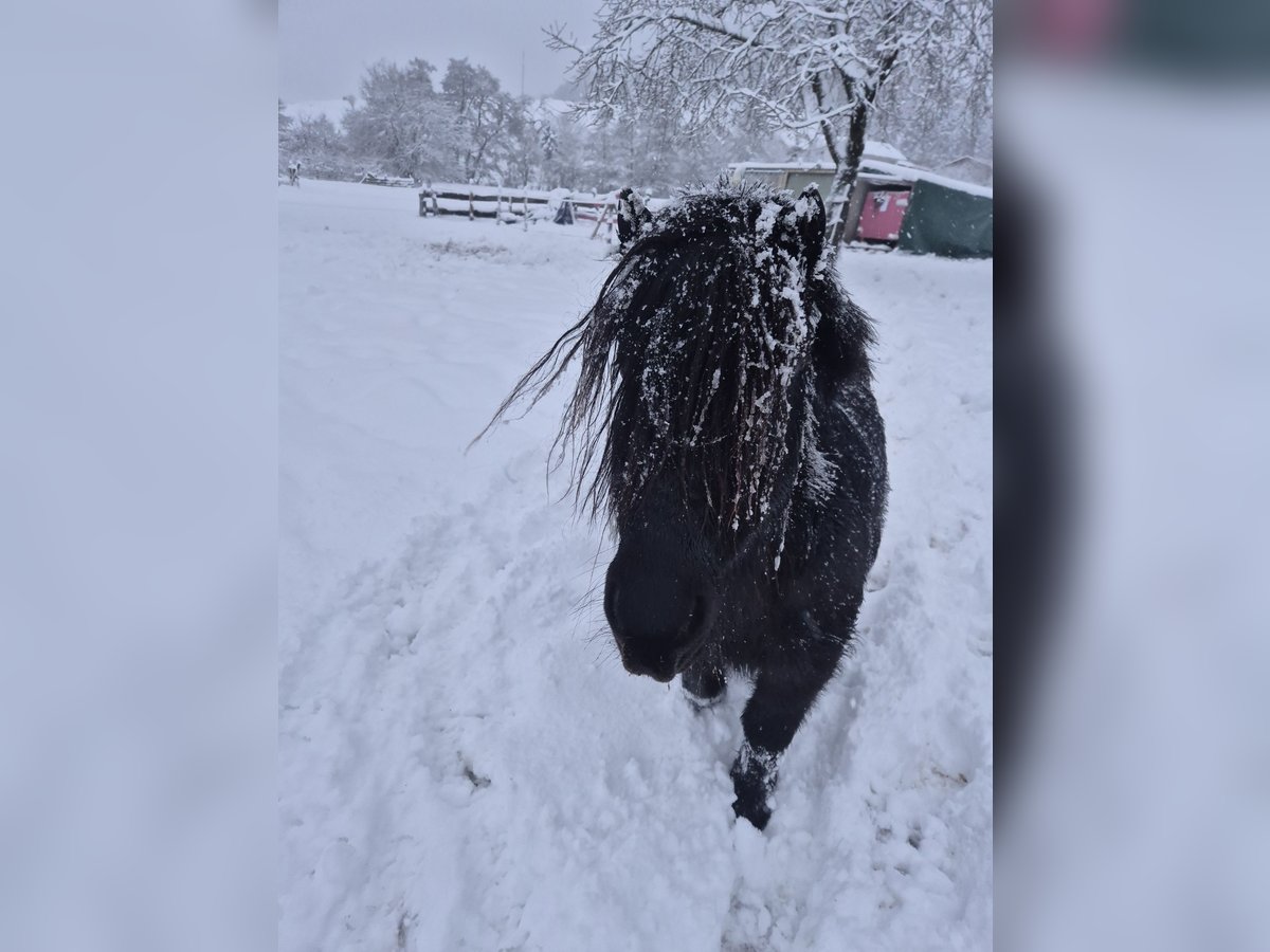 Ponis Shetland Caballo castrado 9 años 100 cm Negro in Eslohe