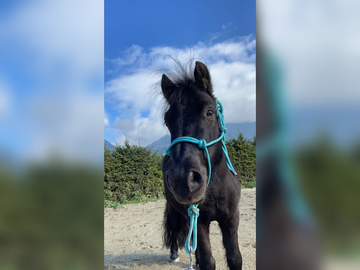 Ponis Shetland Mestizo Caballo castrado 9 años 105 cm Negro in Patsch