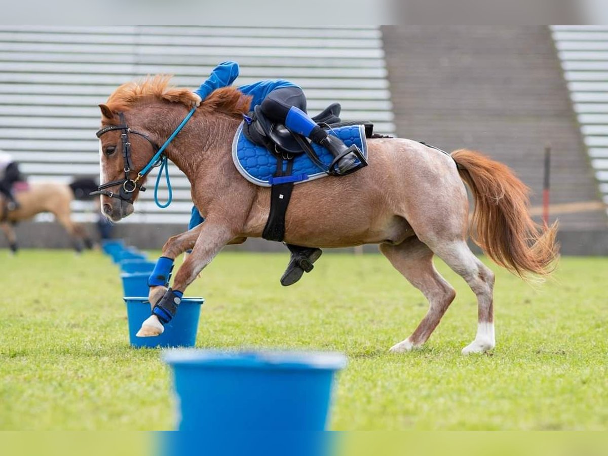 Ponis Shetland Caballo castrado 9 años 115 cm Ruano alazán in Breitenfurt bei Wien