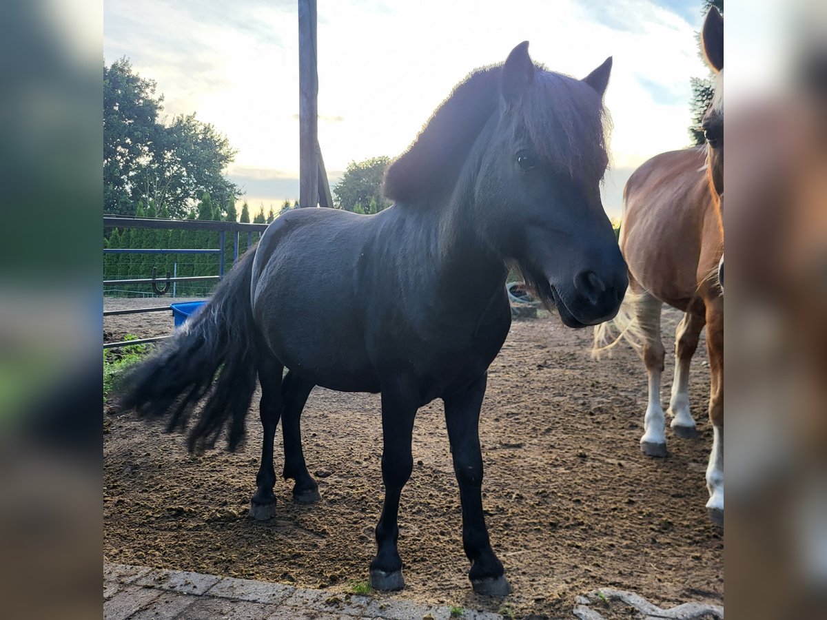 Ponis Shetland Semental 11 años 100 cm Negro in Boizenburg