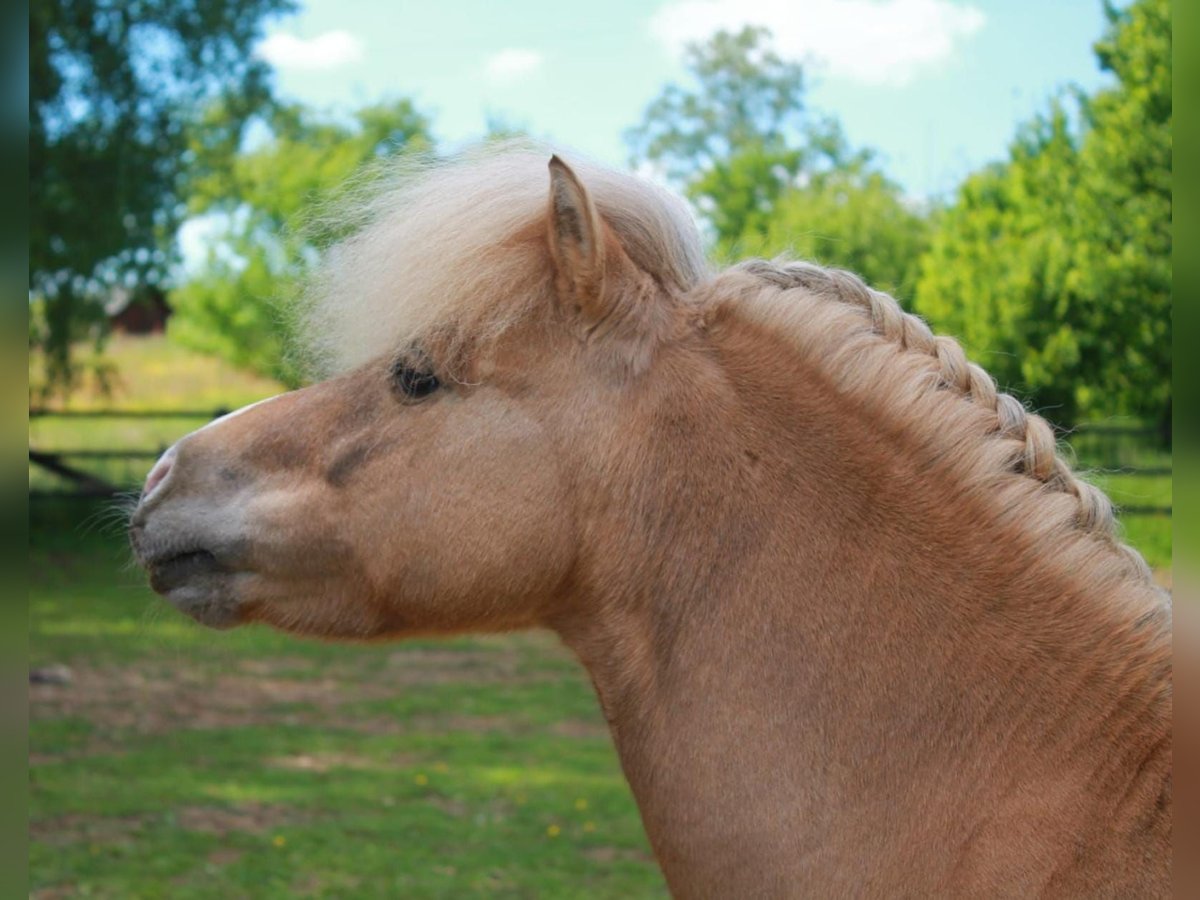 Ponis Shetland Semental 13 años 99 cm in Meinerzhagen