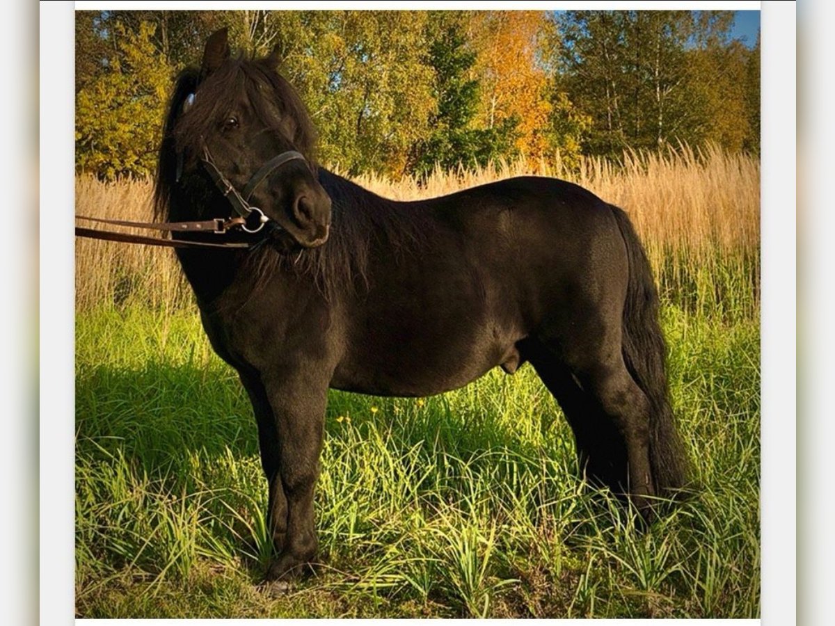 Ponis Shetland Semental 14 años 103 cm Negro in Finsterwalde