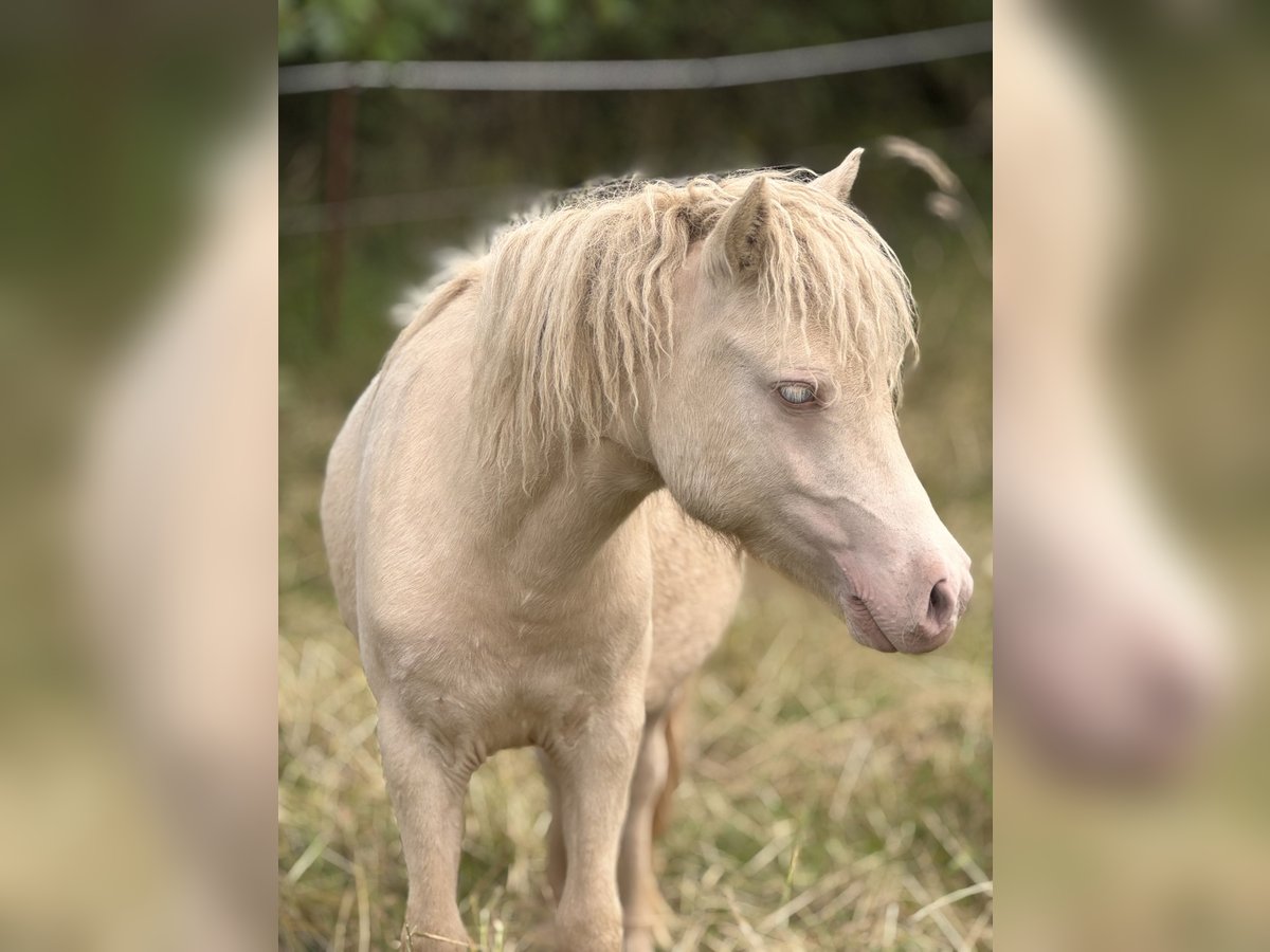 Ponis Shetland Semental 1 año 104 cm Perlino in Gro&#xDF; Molzahn