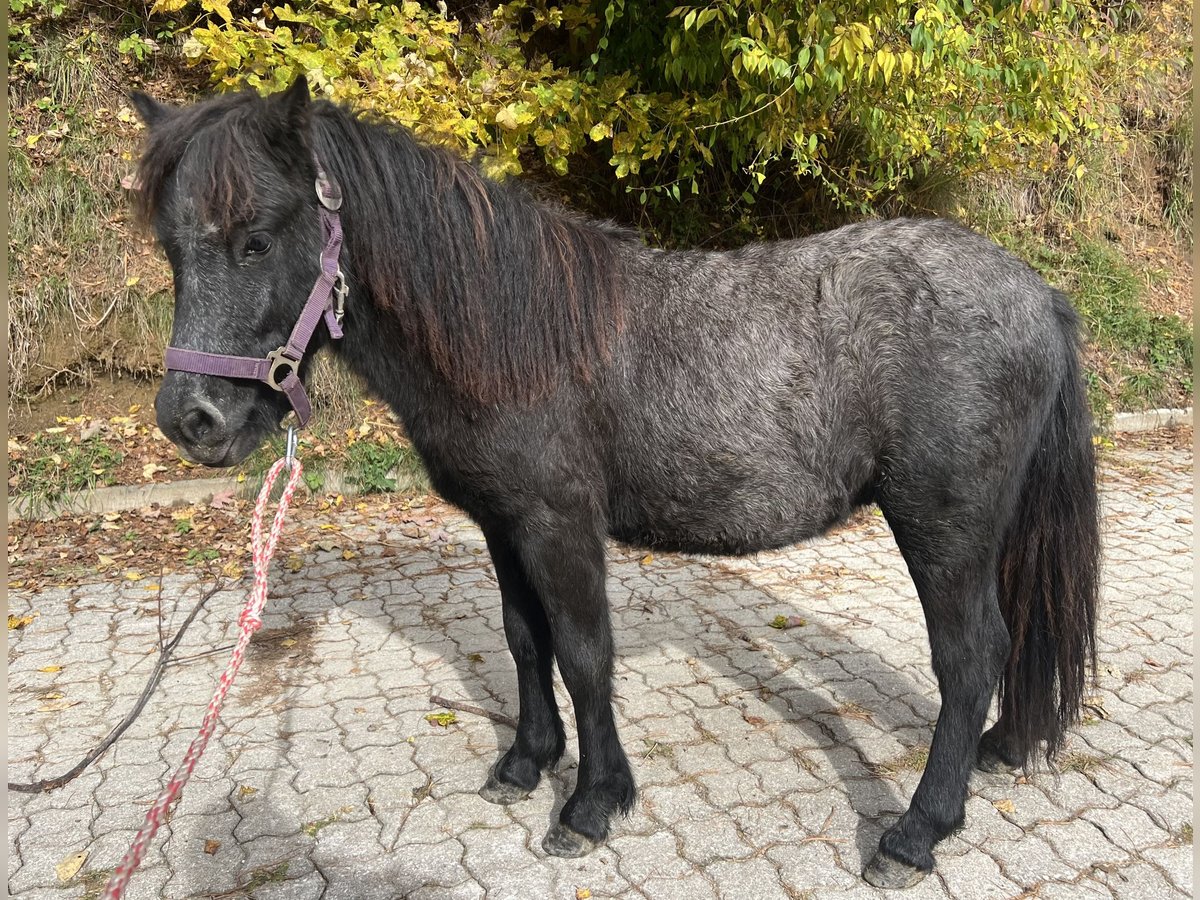 Ponis Shetland Mestizo Semental 1 año 110 cm Tordo in Bretstein