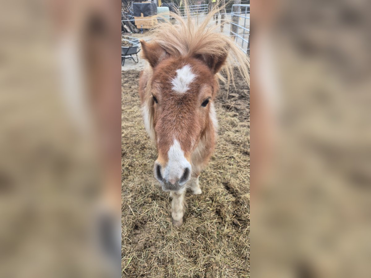 Ponis Shetland Semental 1 año 90 cm Pío in Türnitz