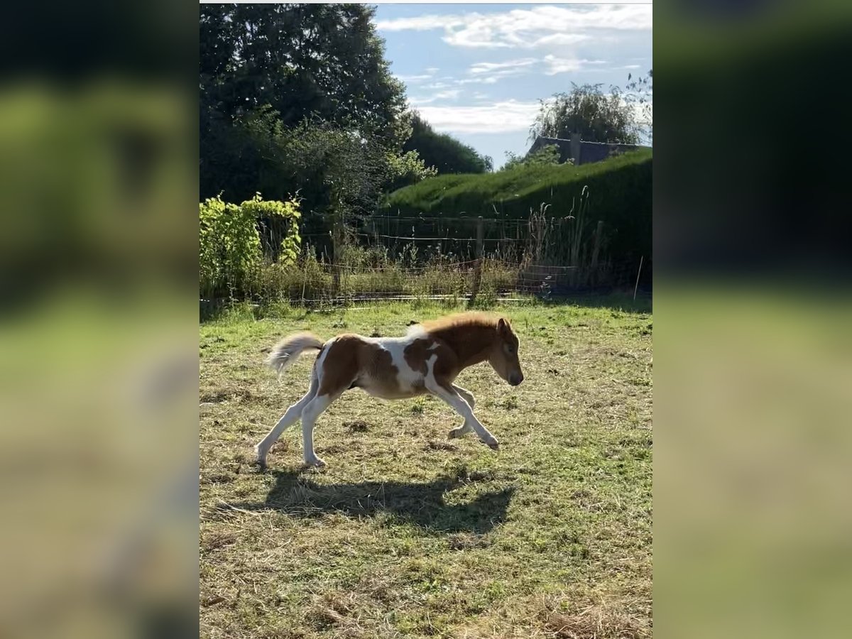 Ponis Shetland Semental 1 año in Garancieres en Beauce