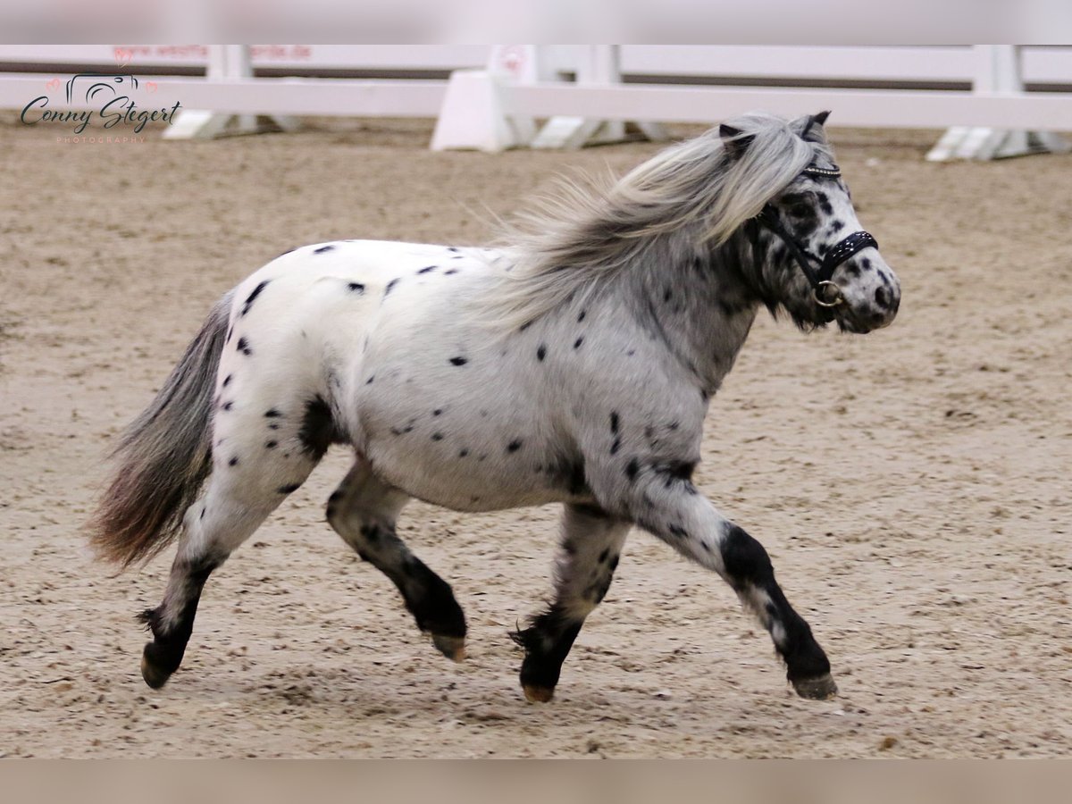 Ponis Shetland Semental 2 años 98 cm Atigrado/Moteado in Detmold