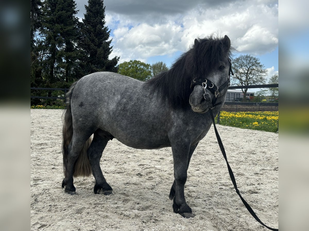 Ponis Shetland Semental 3 años 105 cm Tordo rodado in Frelsdorf